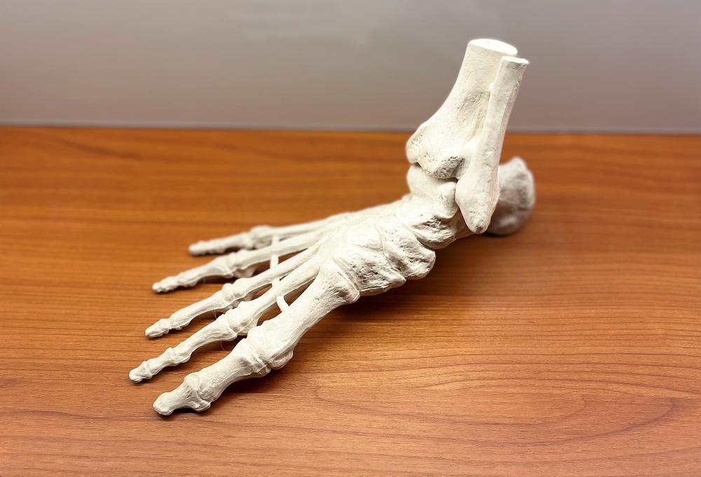 Anatomisches Modell des Fusses