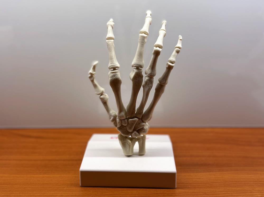 Anatomisches Modell der Hand